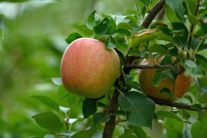 袋をかけずに育てたりんごは、本来の味が生かされコクのある甘みに。
