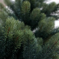 今年新調♪　RS GLOBAL TRADE（グローバルトレード）社のクリスマスツリーは、ボリュームがあって素敵です（´▽｀*）